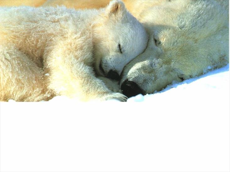 Misie - Polarne, grizzly, inne - polar-bears-sleeping-1024x768.jpg