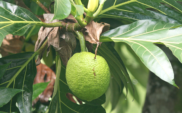 CYTRYNA, LIMONKA - breadfruit.jpg