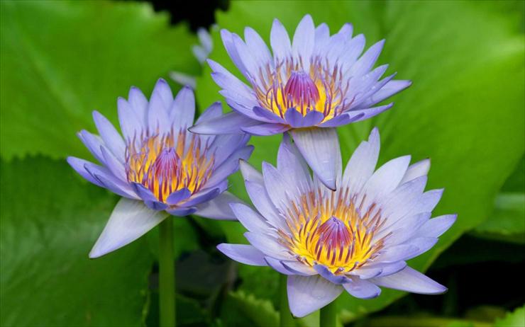 Kwiaty - purple_wide_flowers_5-1440x900.jpg