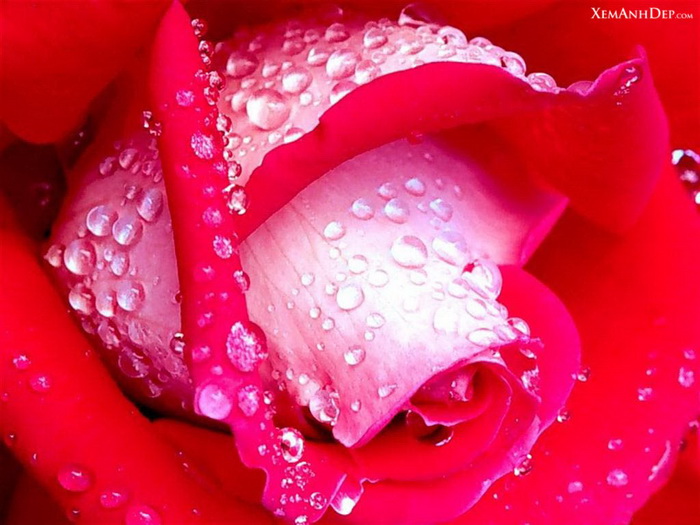 Beautiful flower and drop - flower_drop16.jpg