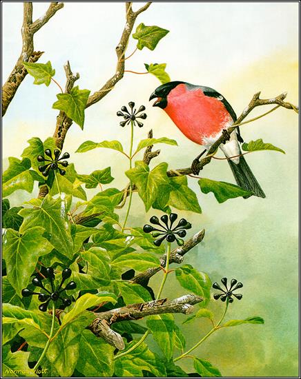 Ptaki malowane - Bullfinch.jpg