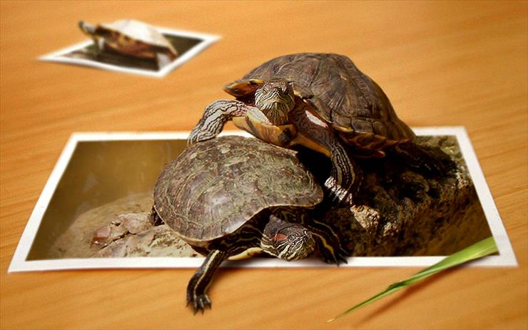 PHOTOSHOP---MALARSTWO  Photoshopem out of bounds - 4D żółwie.jpg