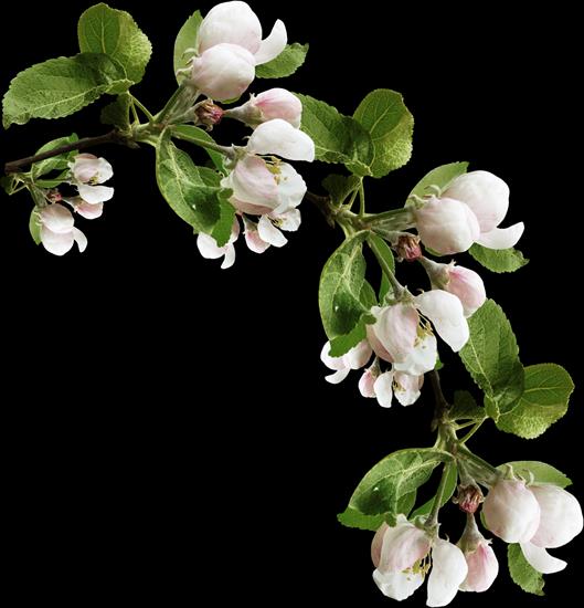 Kwiaty wiśni i jabłoni - 03 20.png