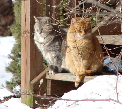 Zima lubi Koty - 07Feb18-cats.jpg
