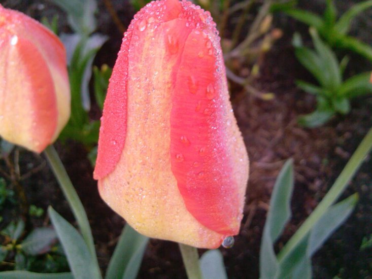 Tulipany-2014 - Zdjęcia-0037.jpg