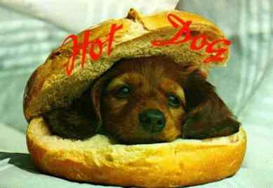 zwierzaczki - hotdog.jpg