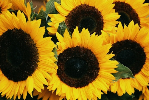 słonecznikowo - Seattle-market-sunflower.jpg