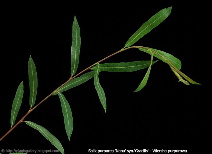 purpurea - Salix purpurea Nana syn.Gracilis - wierzba purpurowa.JPG