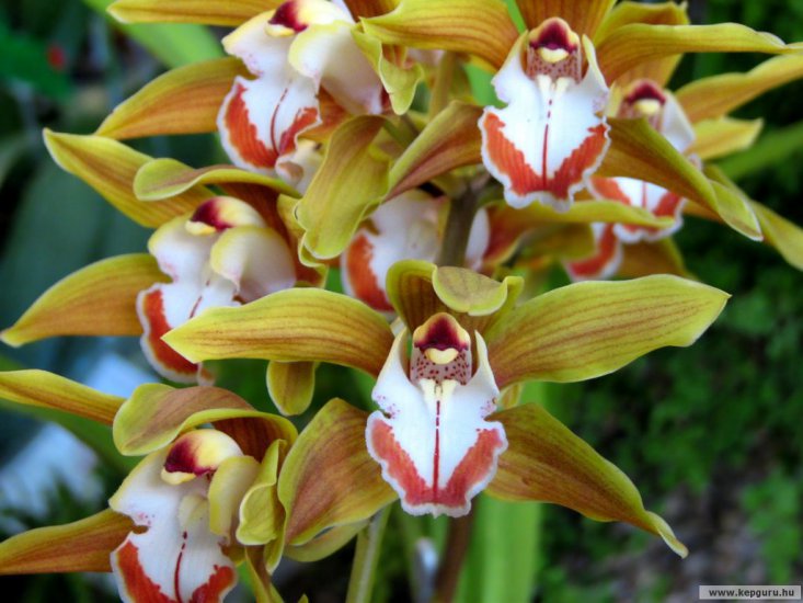 storczyki - orchidea-004.jpg