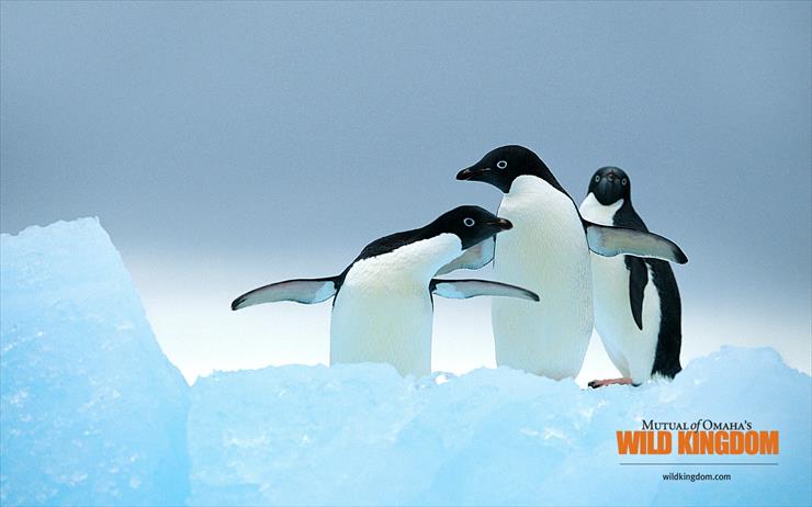 Wild Kingdom - penguins.jpg