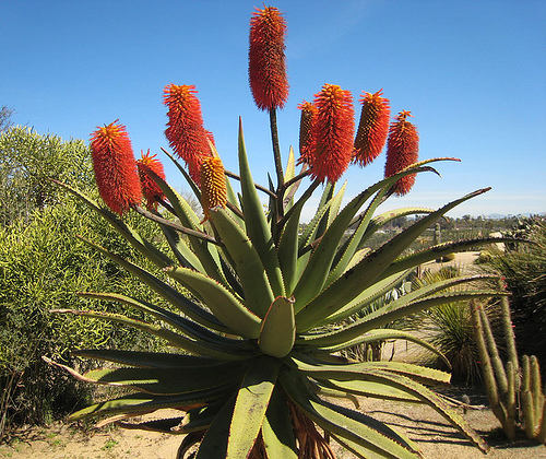 Dracena - kwitnący  Aloe ferox.jpg