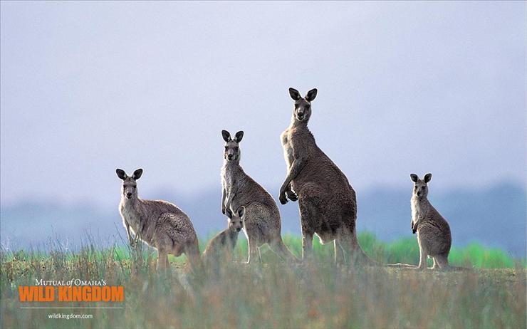 Zwierzaki - kangaroos.jpg