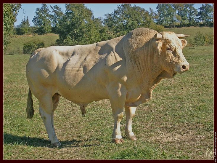 krowy - byk.jpg