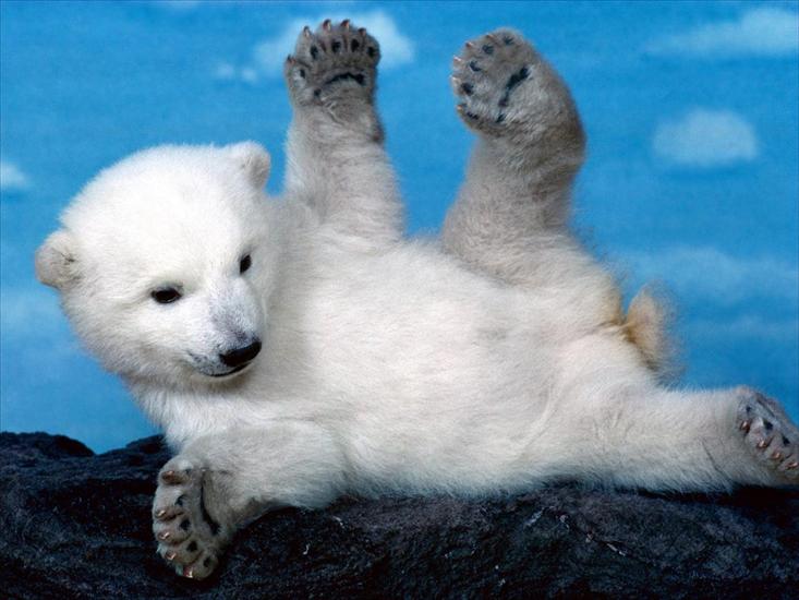Misie - Whoops Polar Bear.jpg
