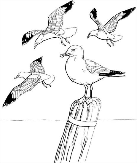 mewa - mewa - kolorowanka ptaki 19.GIF