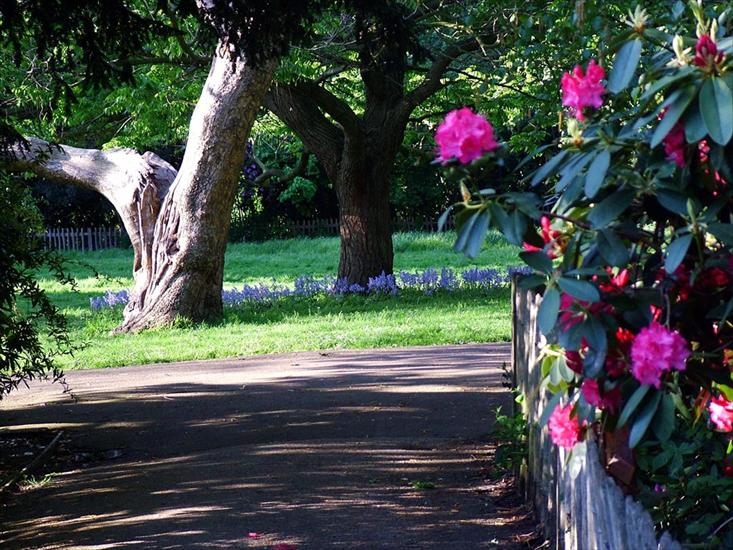 OGRÓD - rusking-park-rhododenodrons.jpg