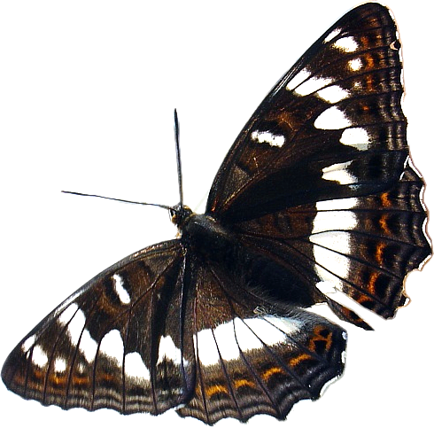 motyle-owady - Motyl 5.png