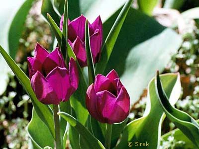 TULIPANY - tulipany.jpg