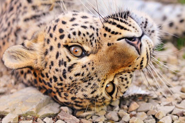 TYGRYSY - Female leopard rolling_by-Tambako-the-Jaguar.jpg