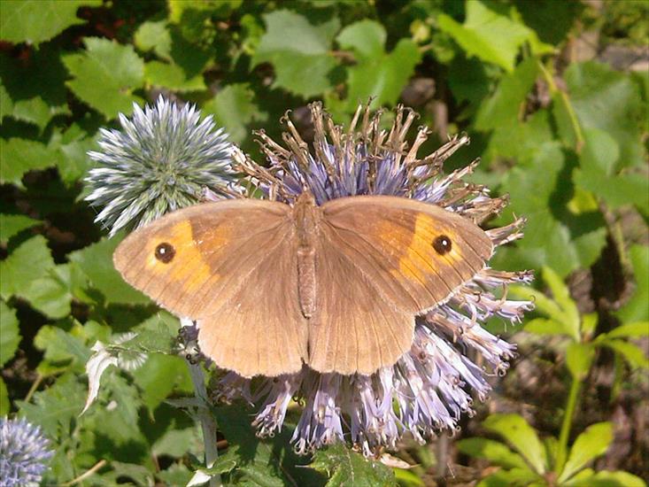 Motyle na kwiatach - M 44 Przestrojnik jurtina.jpg