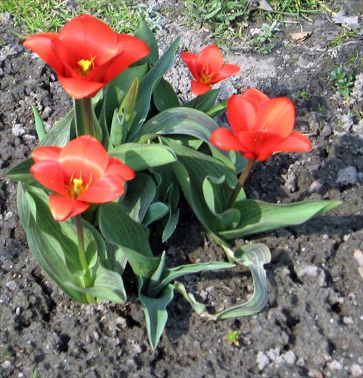 Kwiaty z mojej rabaty - Tulipan 6.jpg