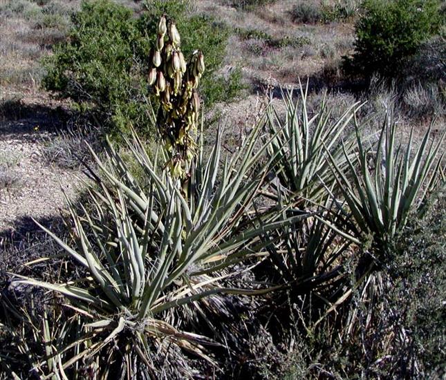 Yucca - Yucca_baccata_whole3.jpg