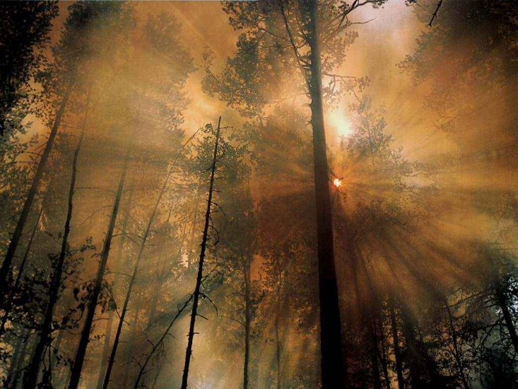Natura - Forest_Fire_the_Morning_After.jpg