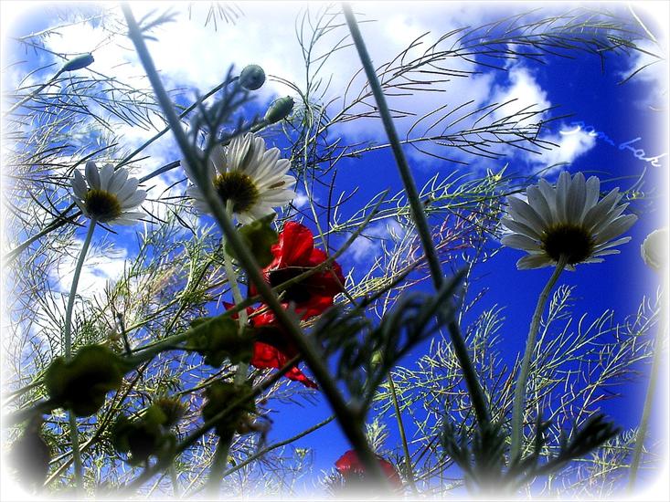 tapety -  ART - you-loved-daisies-in-old-days.jpg