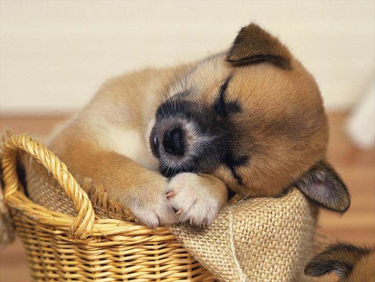 Psy - Śpiący szczeniak.jpg