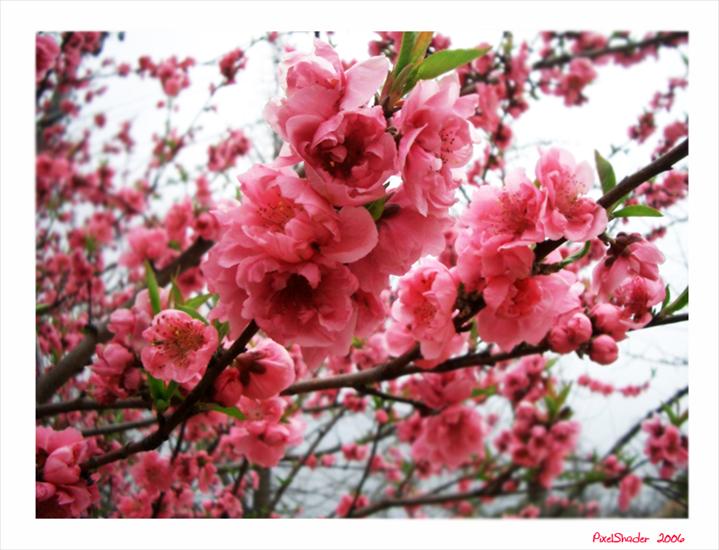 kwiaty - Sakura_by_PixelShader.jpg