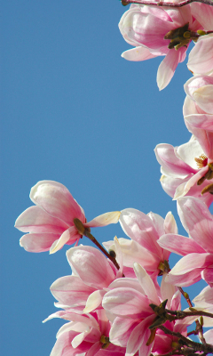 Kwiaty - Magnolia_by_meikon.jpg