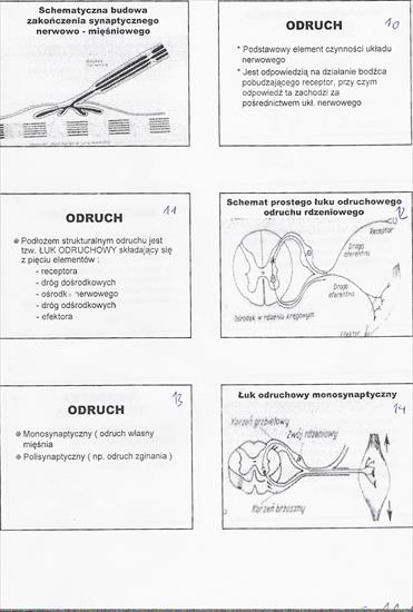 Patologia - oun 03.jpg