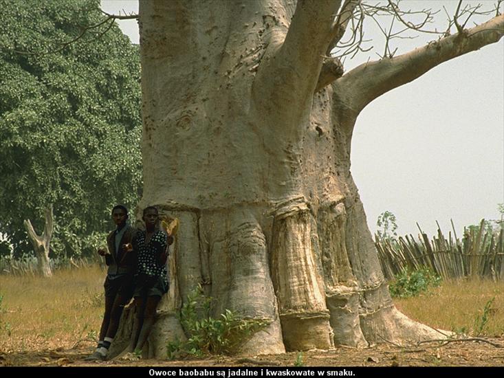 Leśne Olbrzymy - Baobab.bmp