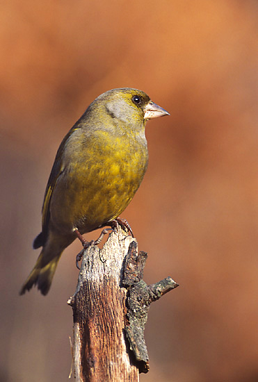Ptaki - ptaki - dzwoniec żółty.jpg