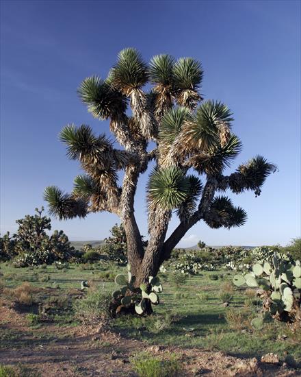 Yucca - Yucca_decipiens1.jpg