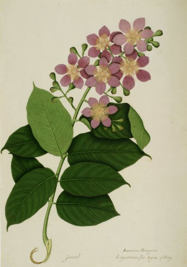 L - Lagerstoemia speciosa - 15122-172.jpg