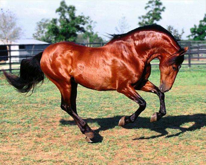 KONIE - spanish-horse.jpg