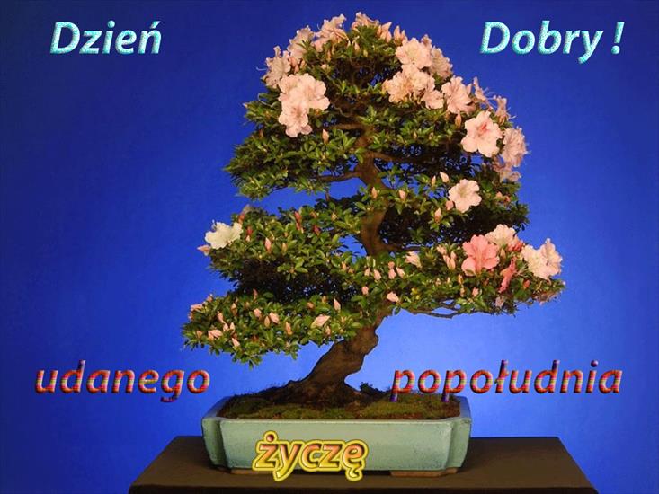Do wysyłania - 5285_drzewko_bonsai.gif