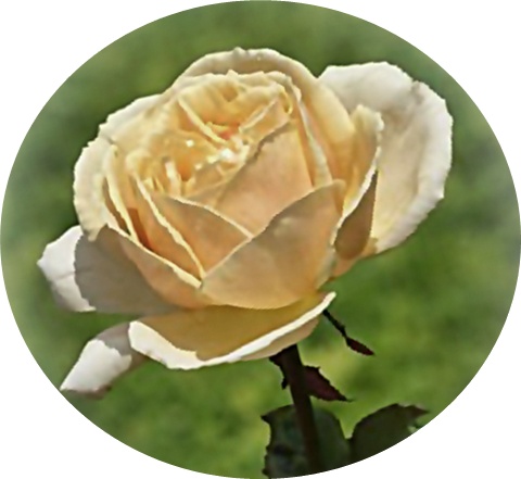róże 6 - peach_rose-dsc00768-a1-crop.jpg