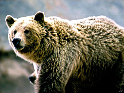 Grizzly - 100511_grizzly.jpg