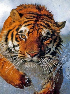 tapetki - Tiger21.jpg