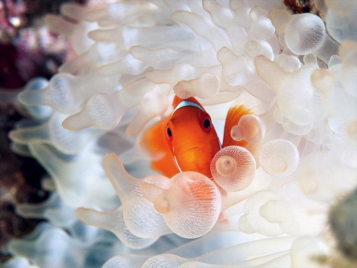 tapety - clownfish-bubble-tipped-anemone_18732_990x742.jpg