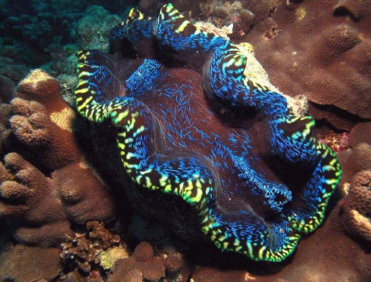 RAFA KORALOWA - giant_clam.sized.jpg