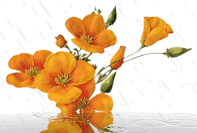 OBRAZY KWIATY NA WODZIE1 - Kwiaty w deszczu.gif
