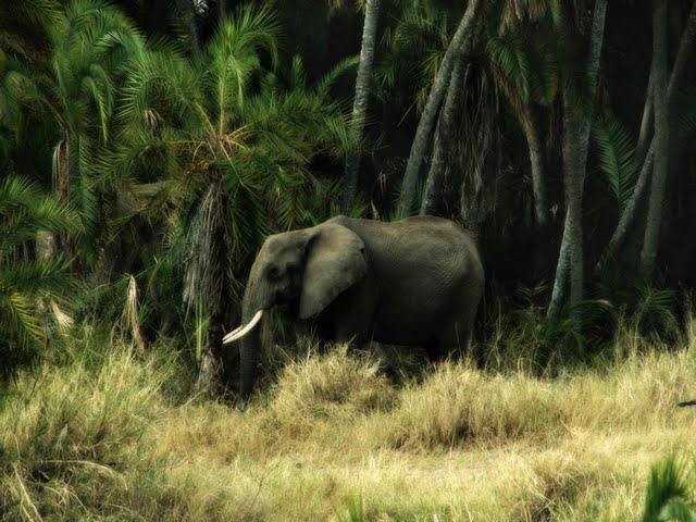 słonie - Elefante.Joan Gamell.jpg