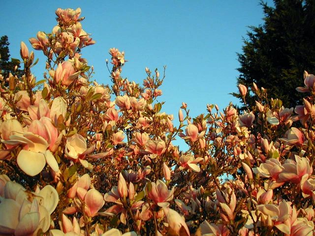 magnolie - 008_Magnolia_Tree_in_Setting_Sunlight.jpg