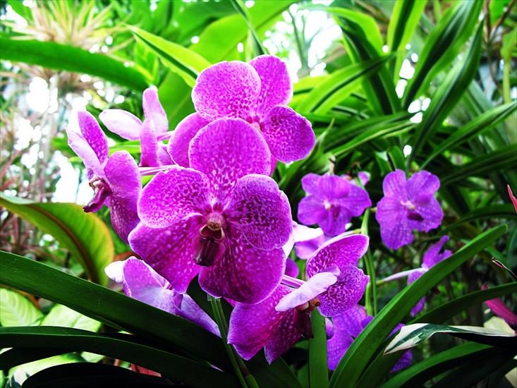 storczyki - orchid-1024x768-0025-386516.jpg