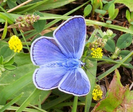 motyle - modraszka.jpg