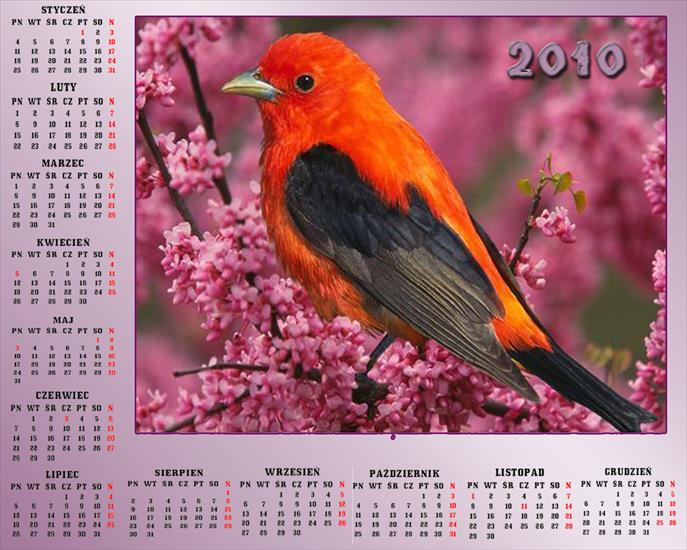 Kalendarze 2010 - Kalendarz 201023.jpg