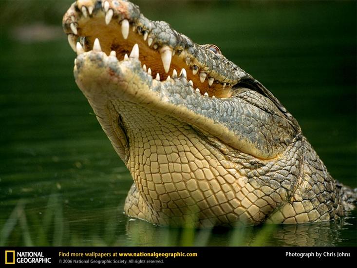 N_ G_FOTOGRAFIA_ - nile-croc-teeth1.jpg